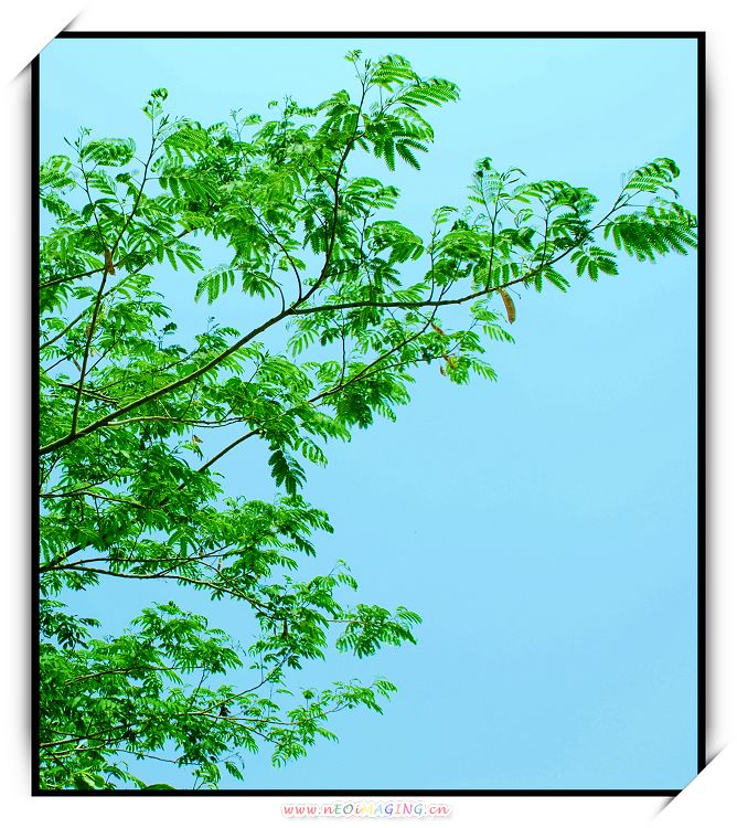 巴西木开花了－－附：红花与绿叶