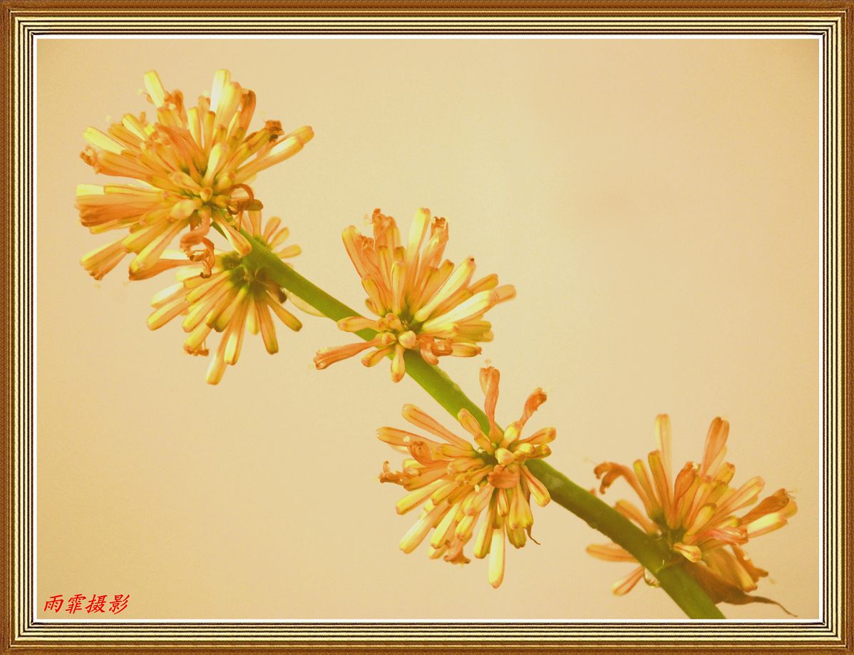 巴西木开花了－－附：红花与绿叶