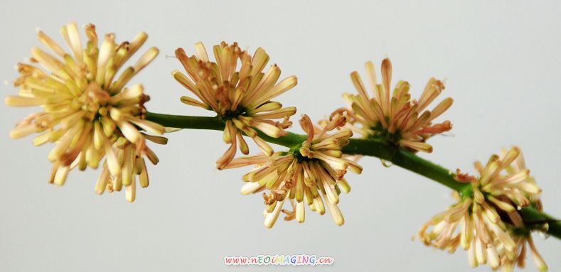 巴西木开花了－－附：红花与绿叶
