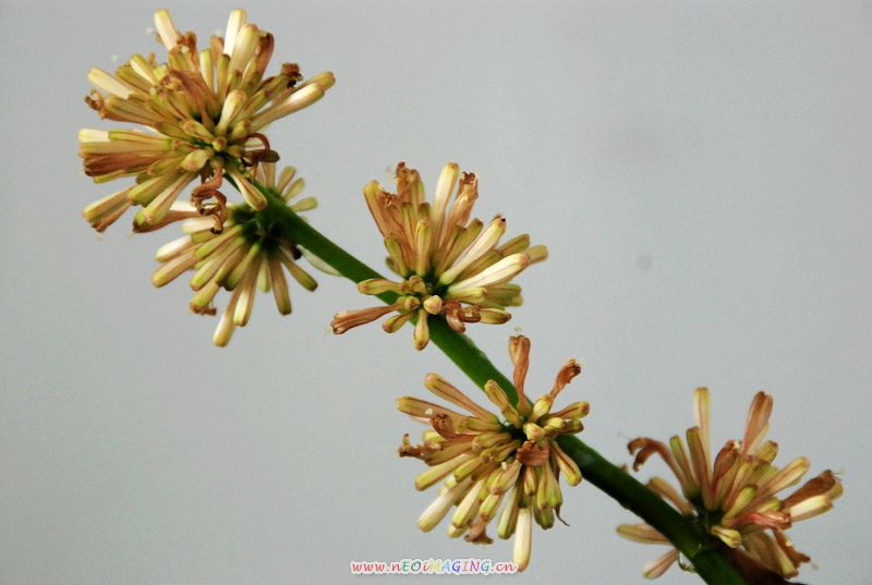 巴西木开花了－－附：红花与绿叶