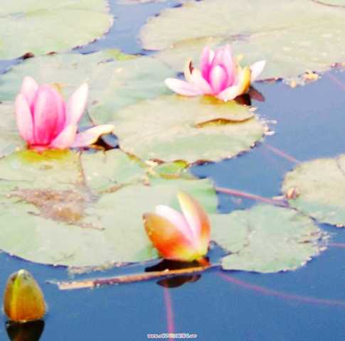 花卉一组