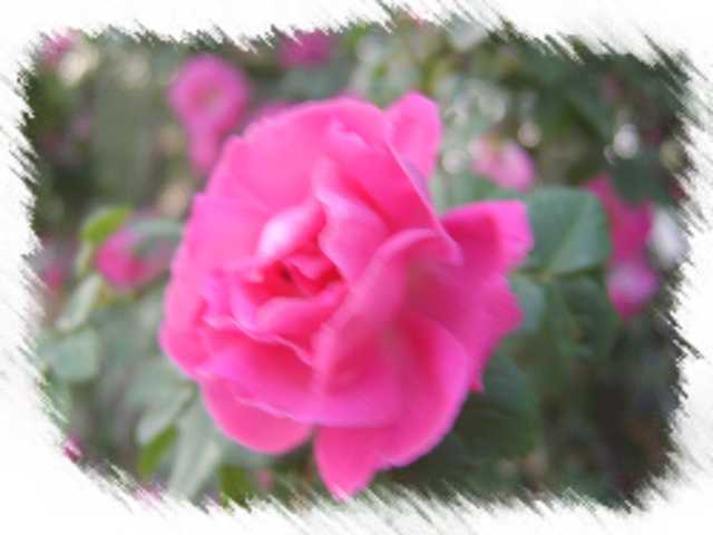 花卉一组