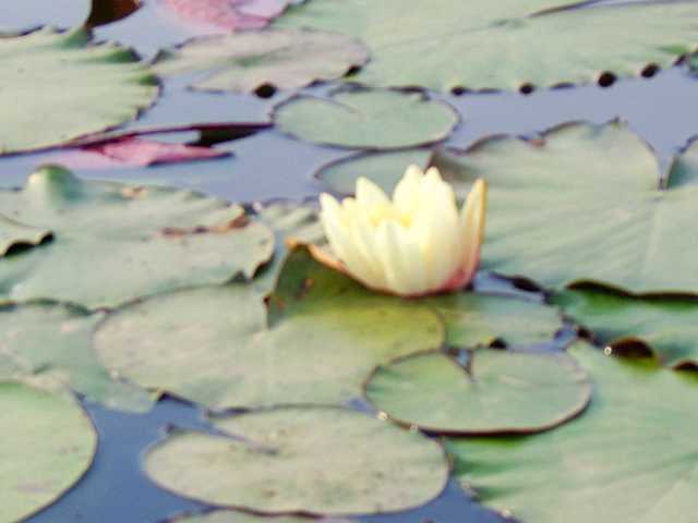 花卉一组