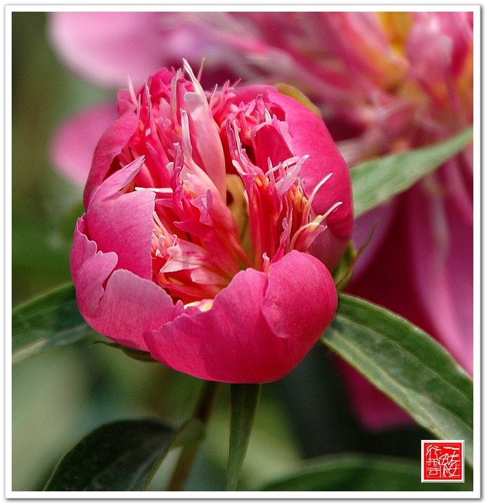 花开无声～