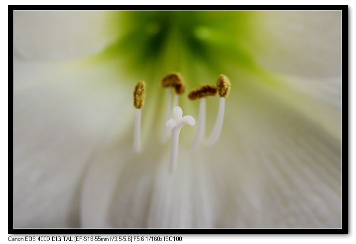 蕊/花