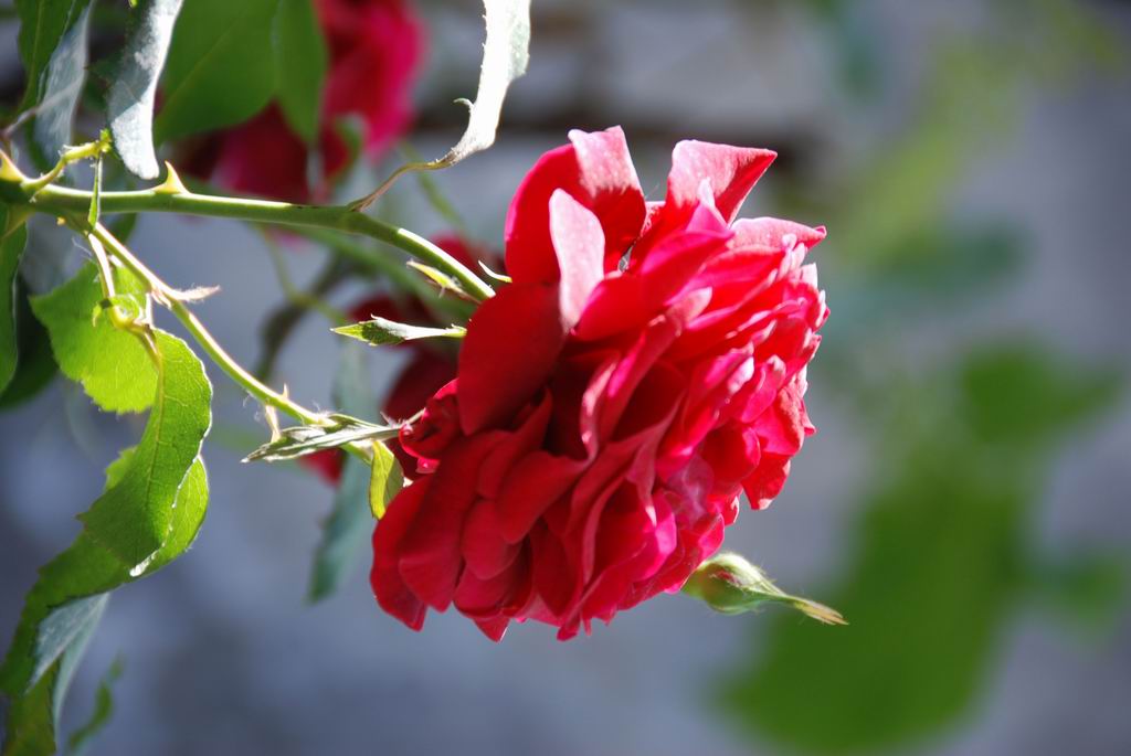 也发几朵月季花