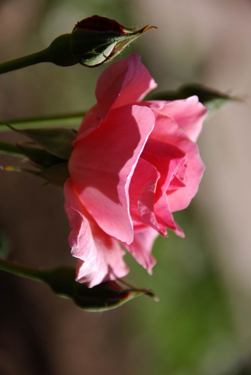 也发几朵月季花