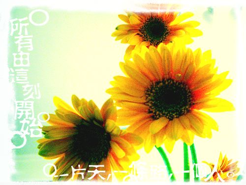 母亲节的花