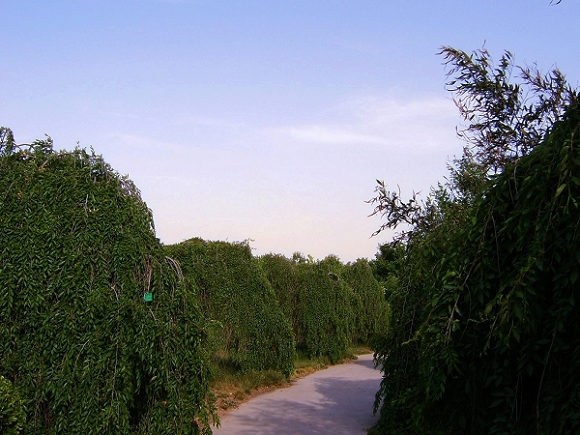 初夏的绿色庄园