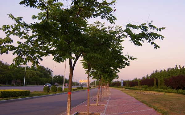 濮阳街景