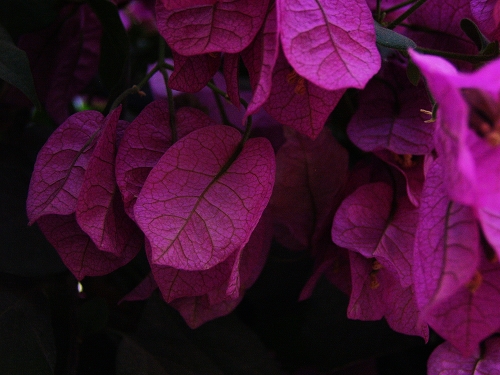 世锦园的花草
