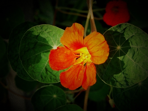 世锦园的花草