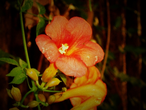 世锦园的花草