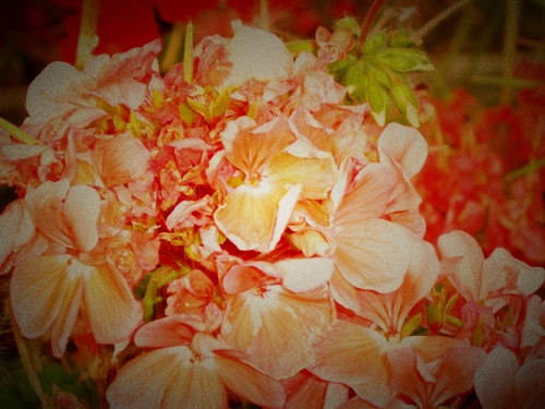世锦园的花草