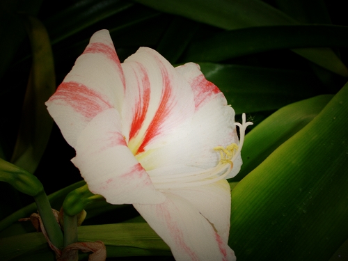 世锦园的花草