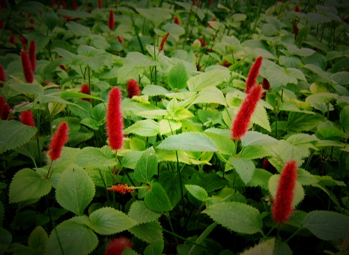 世锦园的花草
