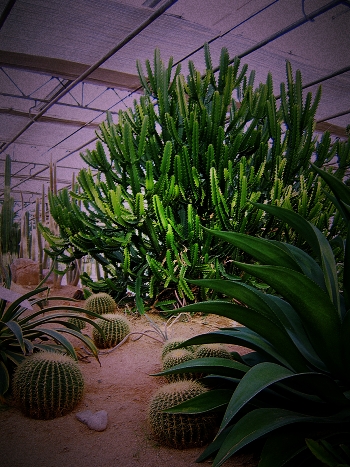 世锦园的花草