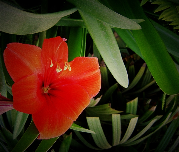 世锦园的花草
