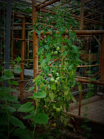 世锦园的花草