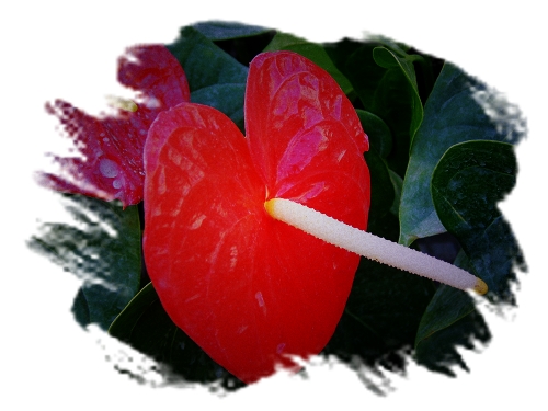 世锦园的花草