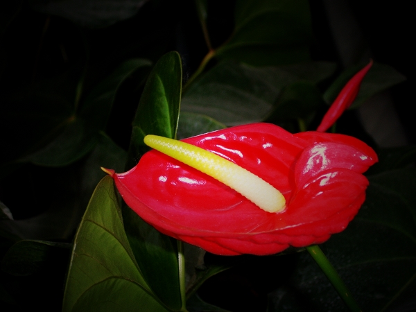 世锦园的花草