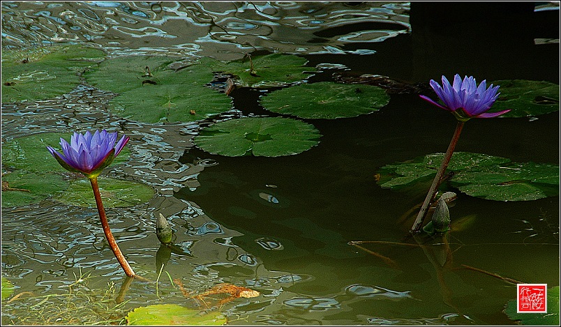 生如夏花~