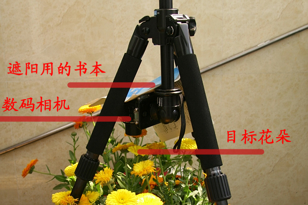 花开过程视频[265幅图片合成]