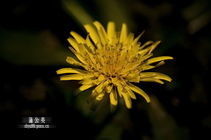 荣枯蒲公英
