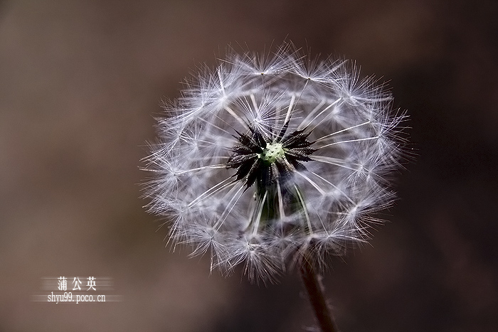 荣枯蒲公英
