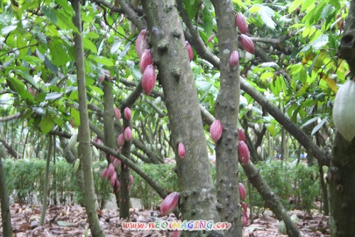 一组海南的花,果