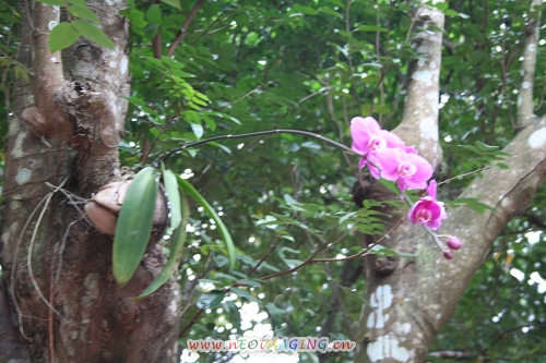 一组海南的花,果