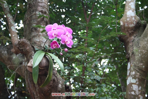 一组海南的花,果