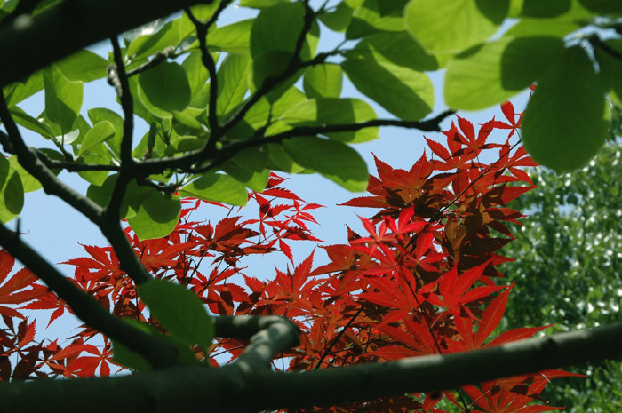 夏日红叶火样红