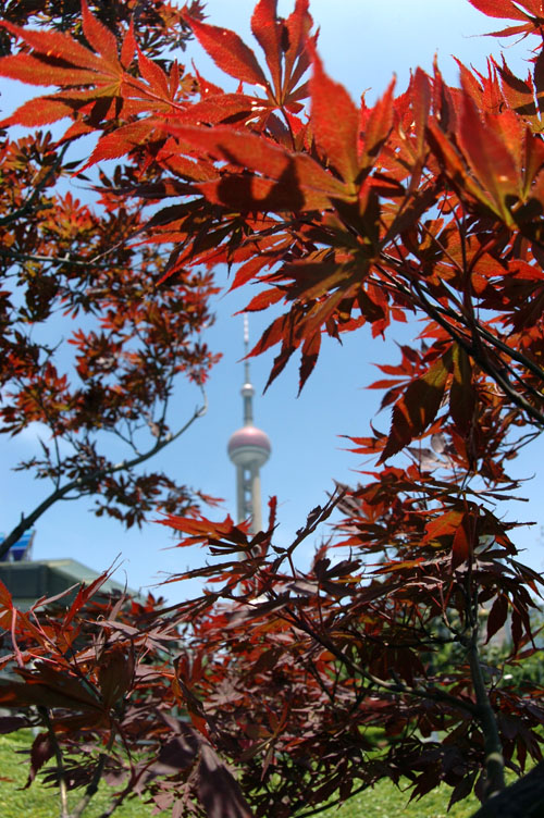 夏日红叶火样红