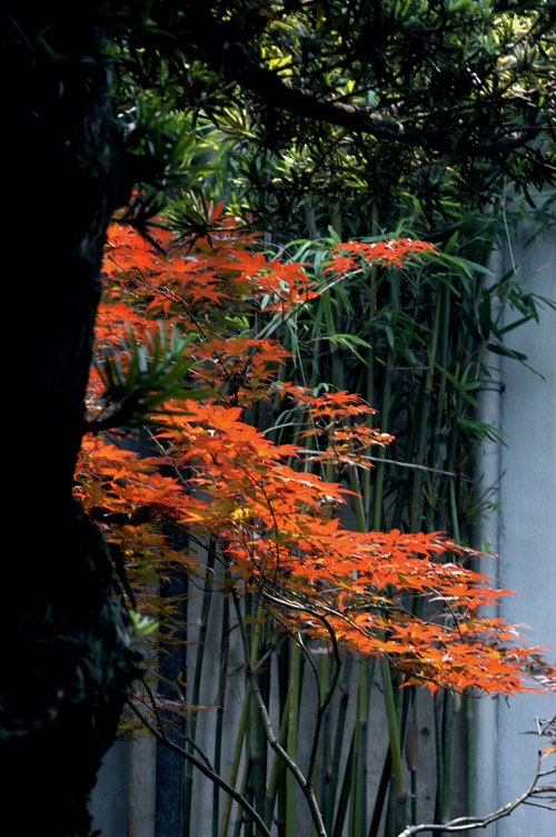 夏日红叶火样红