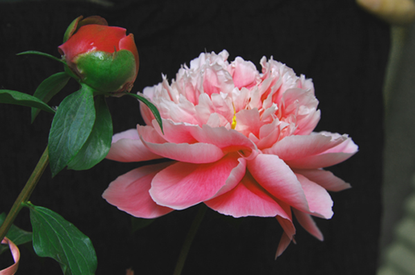[原创]自家的花卉－芍药、月季