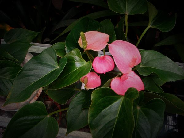 五月的花