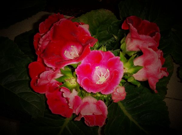 五月的花