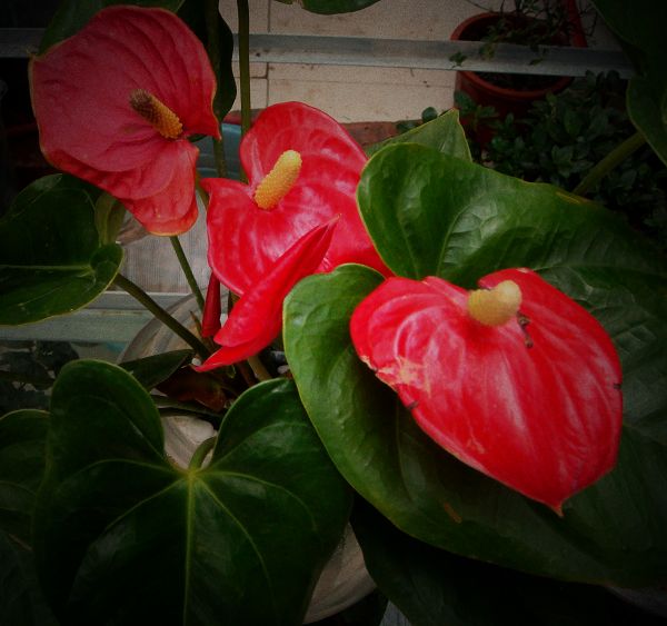五月的花