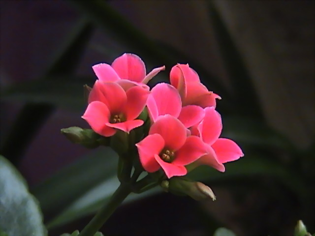 五月的花