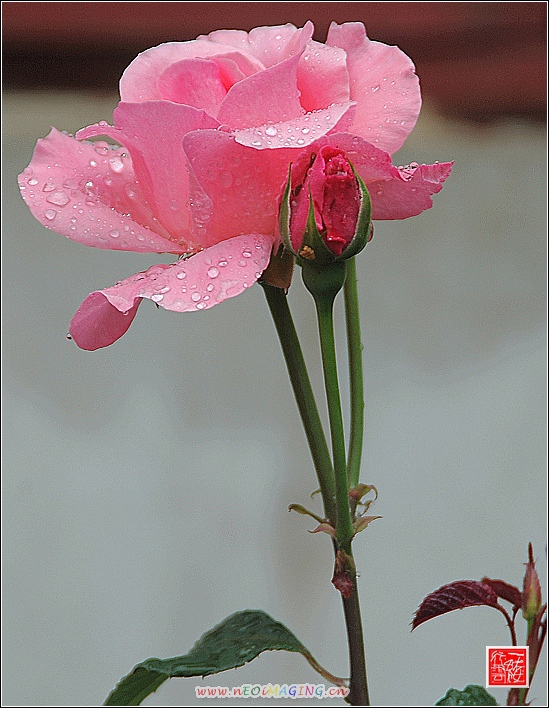雨后~~