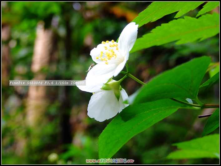 花与花蕾