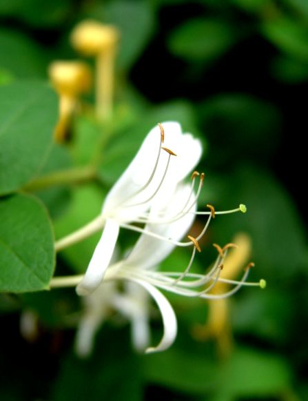花与花蕾