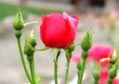 花与花蕾