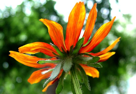 花与花蕾