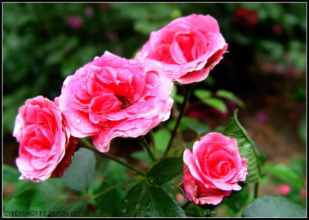 花与花蕾