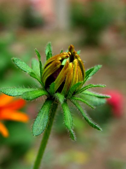 花与花蕾