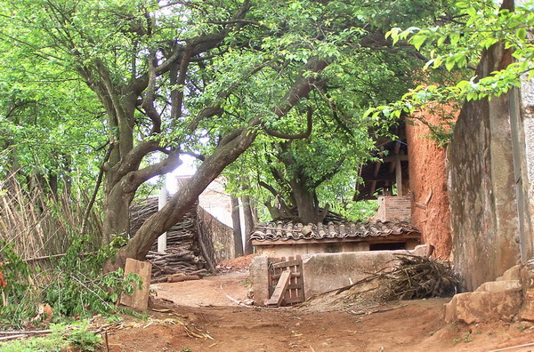 进山去.