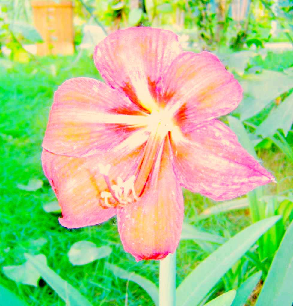 世锦园的花卉