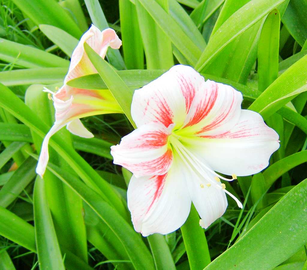 世锦园的花卉
